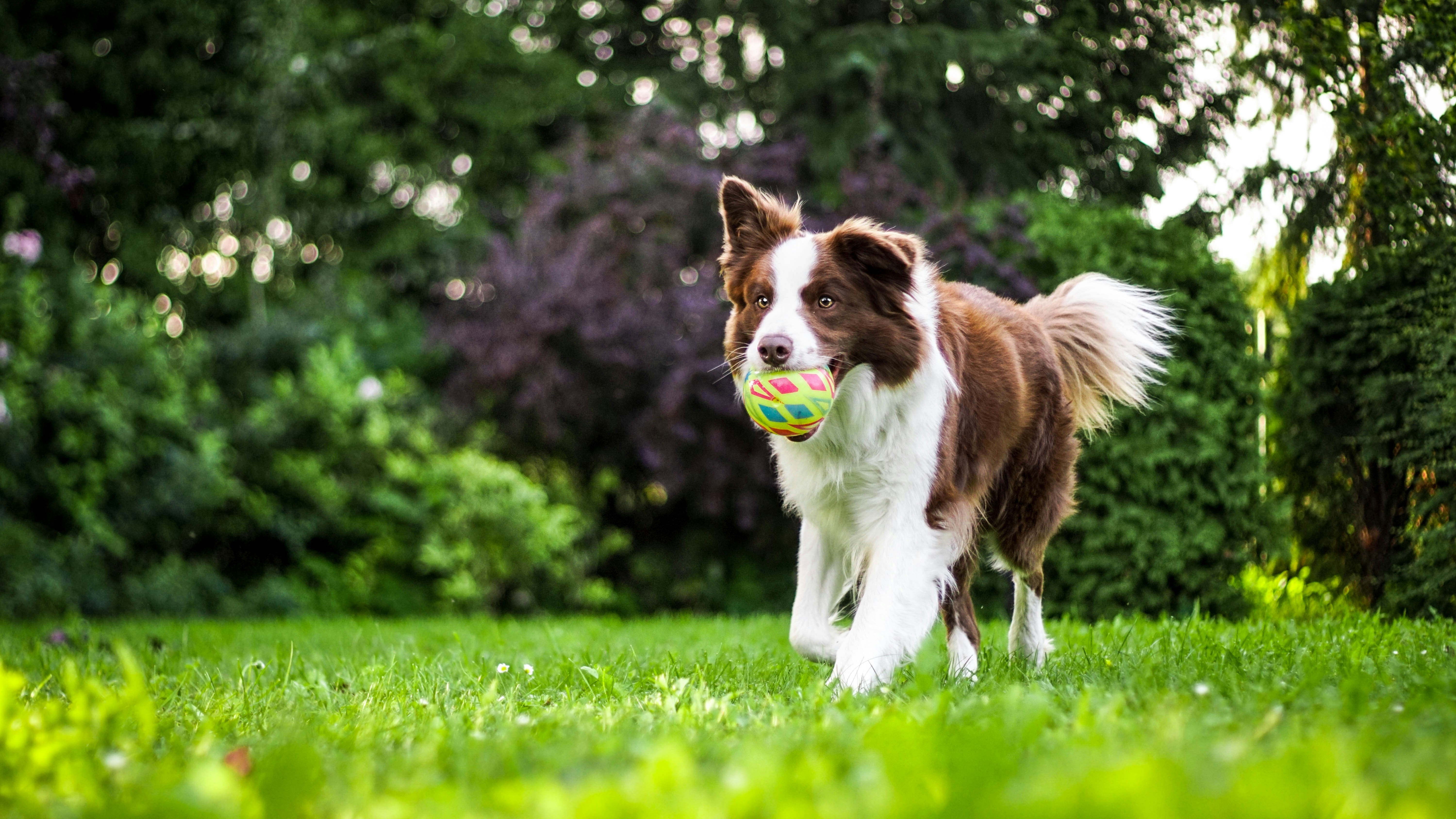 Dog running with a ball